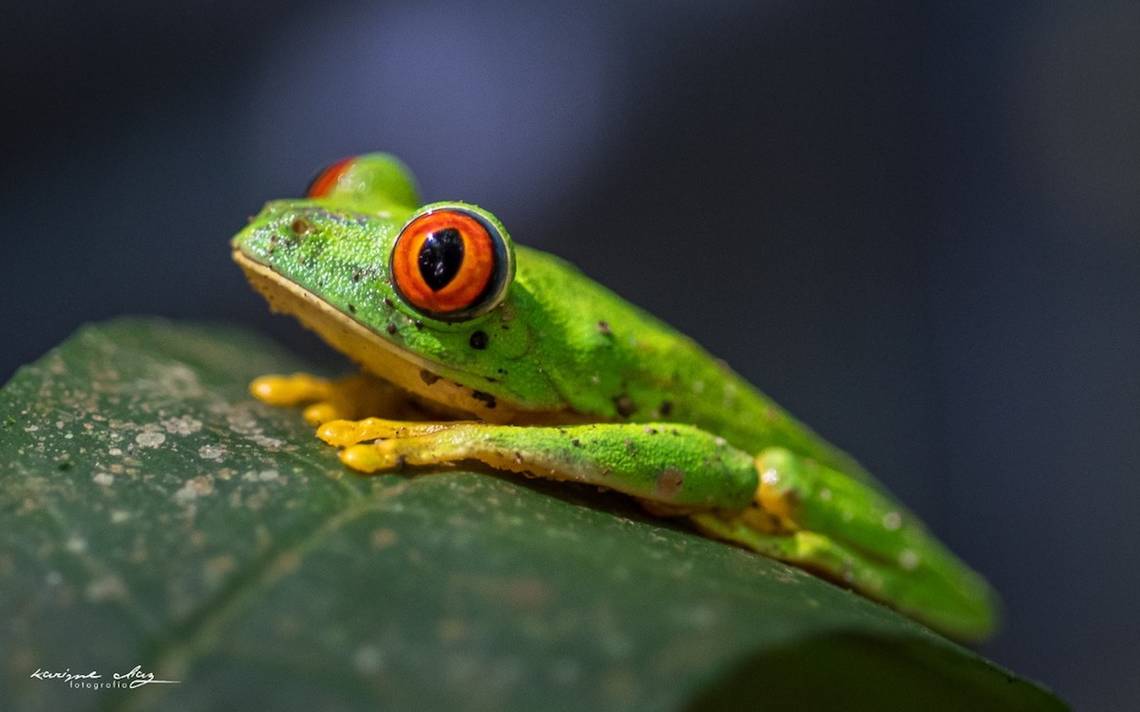 Por qué las ranas son verdes, Ciencia