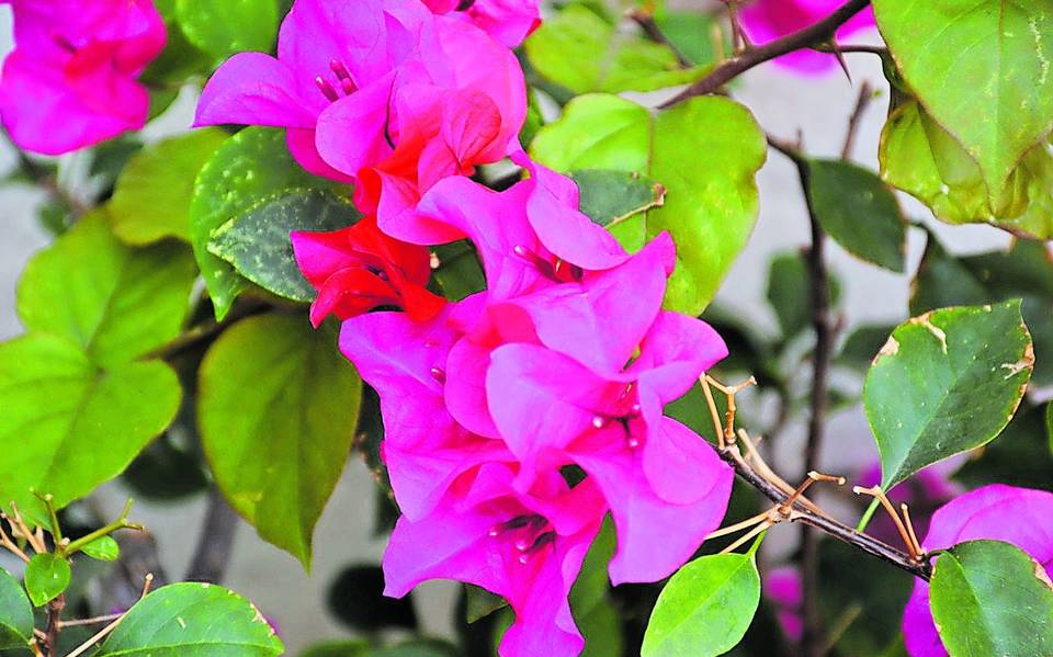 Bugambilia, la bella flor que adoptó Cuernavaca - El Sol de Cuernavaca |  Noticias Locales, Policiacas, sobre México, Morelos y el Mundo