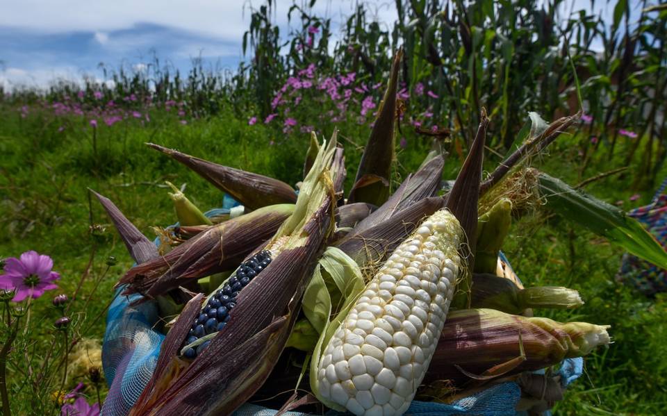 Empieza la vendimia de tamales y tlaxcales en Zacatepec - El Sol de  Cuernavaca | Noticias Locales, Policiacas, sobre México, Morelos y el Mundo