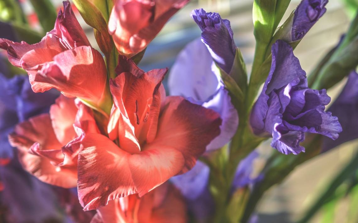 Gladiola, una de las flores más bellas de Morelos - El Sol de Cuernavaca |  Noticias Locales, Policiacas, sobre México, Morelos y el Mundo