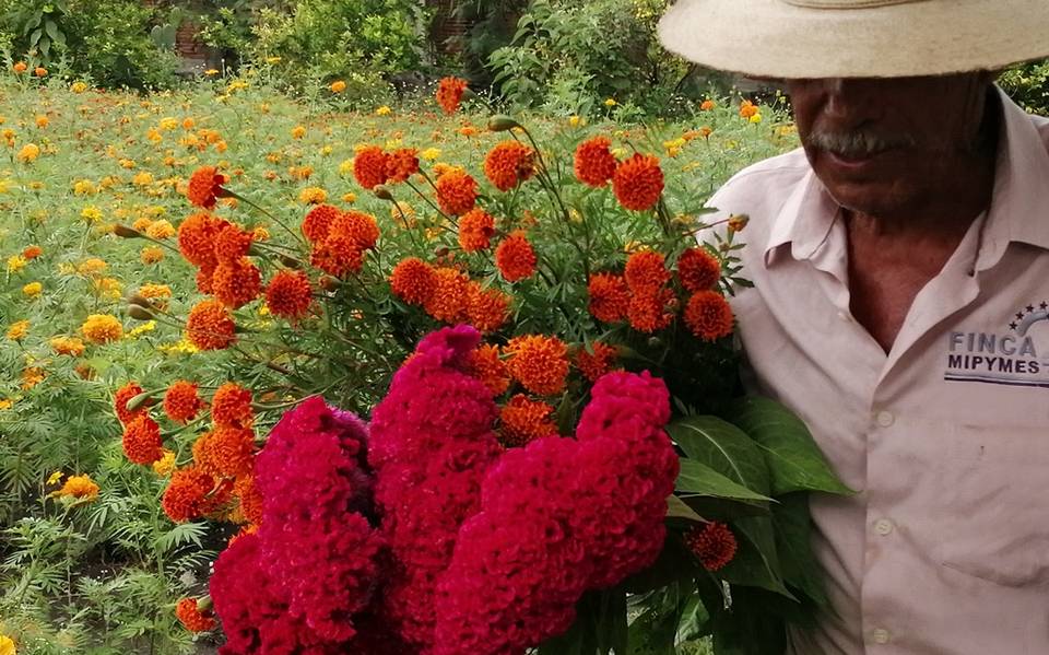 Prevén altas en la venta de flor de muerto - El Sol de Cuernavaca |  Noticias Locales, Policiacas, sobre México, Morelos y el Mundo