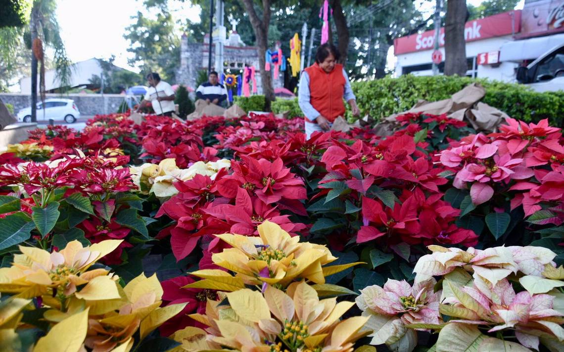 ¿Cómo puedes cuidar tus flores de Nochebuena? - El Sol de Cuernavaca |  Noticias Locales, Policiacas, sobre México, Morelos y el Mundo