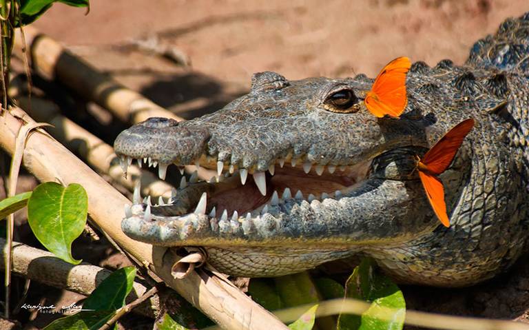 Animalia] Cocodrilos, intimidan hasta a los más valientes - El Sol de  Cuernavaca | Noticias Locales, Policiacas, sobre México, Morelos y el Mundo