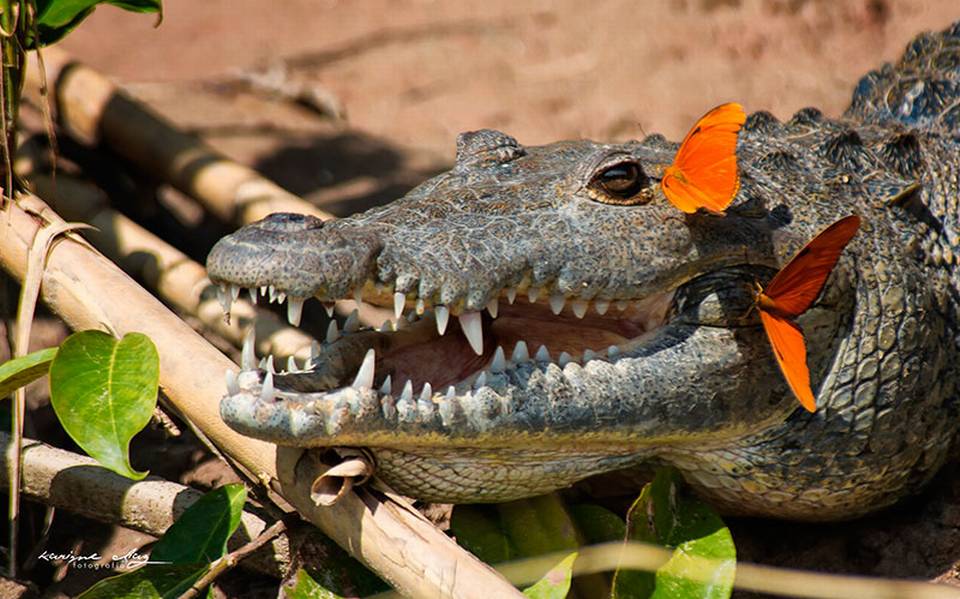 Animalia] Cocodrilos, intimidan hasta a los más valientes - El Sol de  Cuernavaca | Noticias Locales, Policiacas, sobre México, Morelos y el Mundo