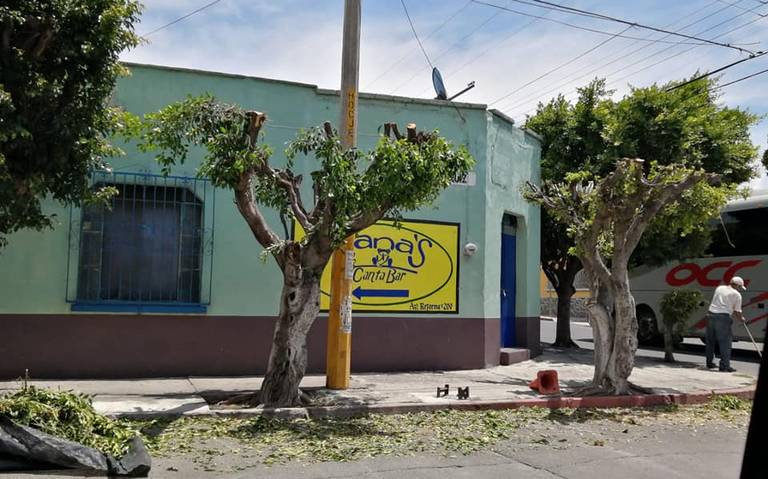 Cortar un árbol puede costarte hasta ¡40 mil pesos! - El Sol de Cuernavaca  | Noticias Locales, Policiacas, sobre México, Morelos y el Mundo