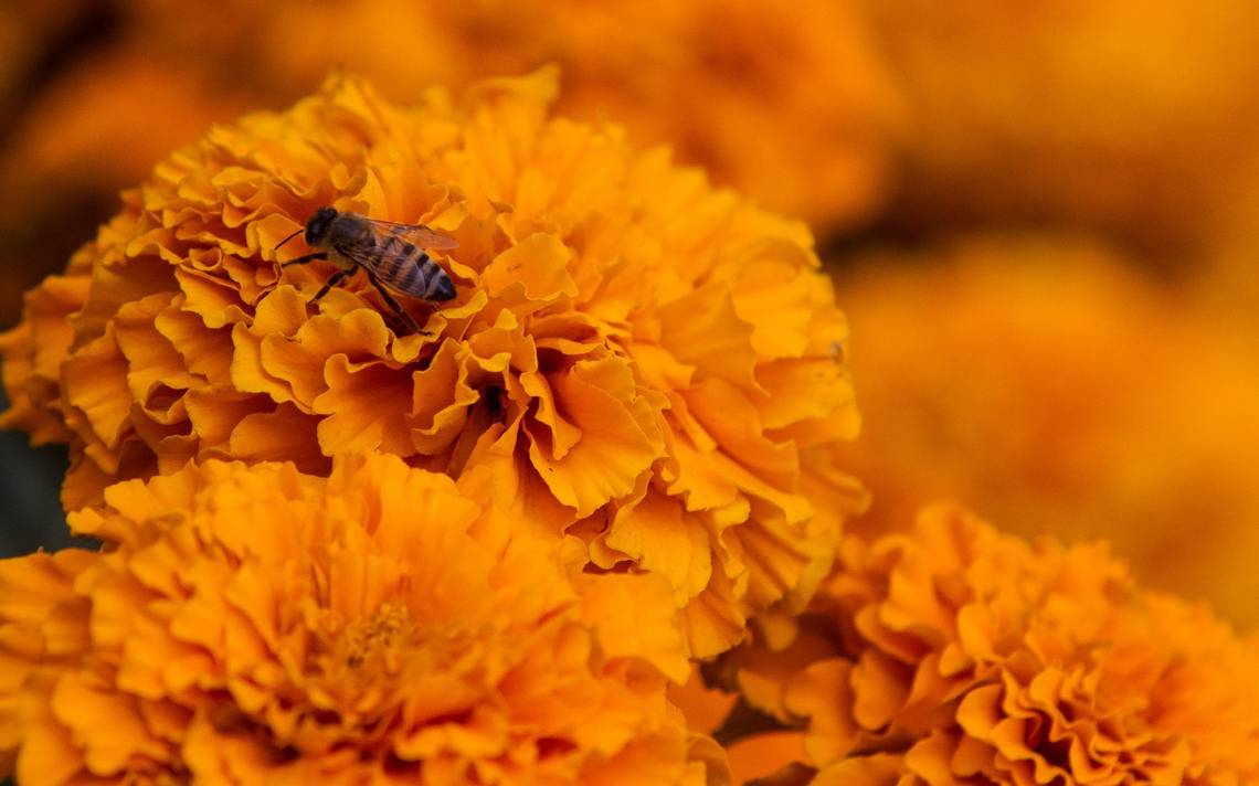 Flor De Cempasúchil: Significado Y Características Del Símbolo Del Día ...