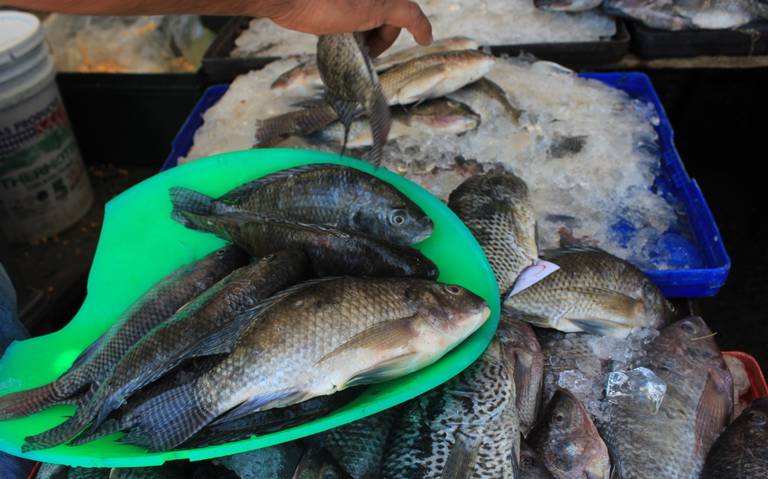 Cuánto cuestan los pescados y mariscos en el mercado ALM? - El Sol de  Cuernavaca | Noticias Locales, Policiacas, sobre México, Morelos y el Mundo