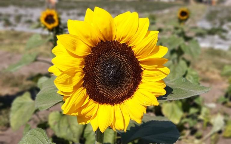 Cuautla Girasoles se venden hasta en cinco pesos por flor - El Sol de  Cuernavaca | Noticias Locales, Policiacas, sobre México, Morelos y el Mundo