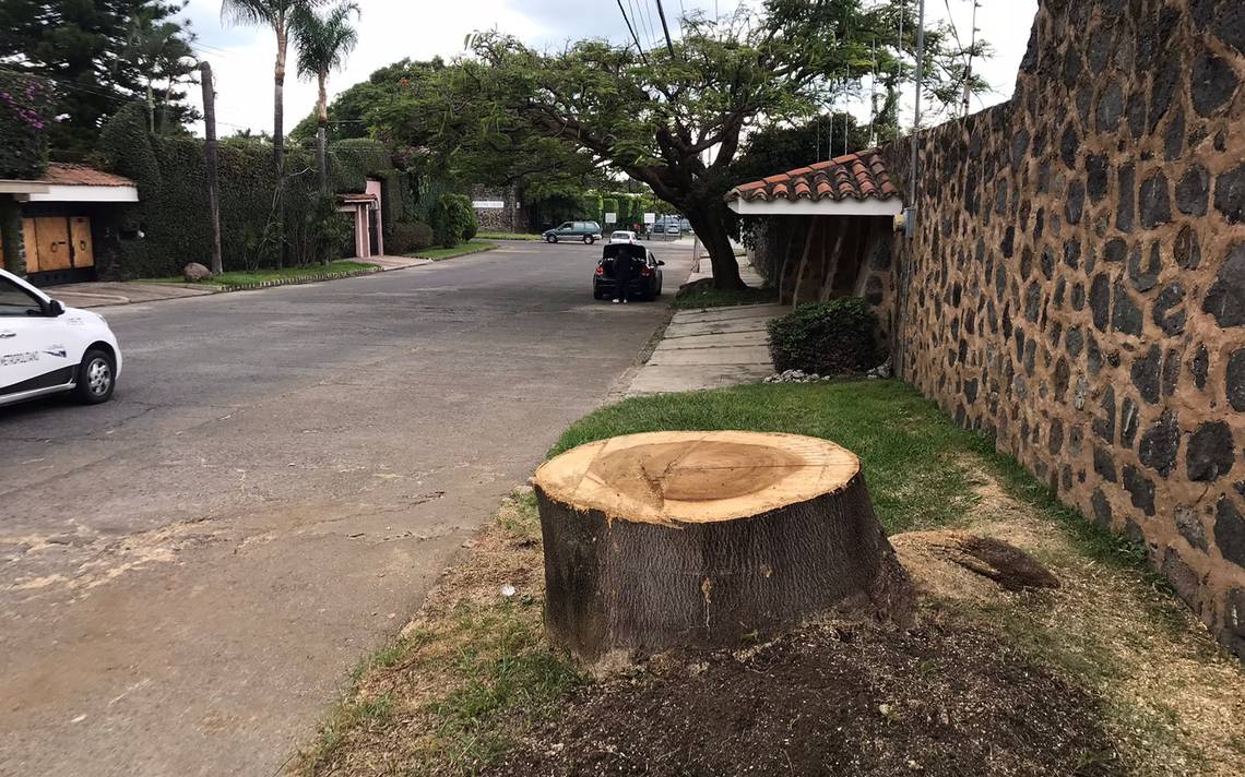 Vecinos de colonia Vista Hermosa reportan la tala ilegal de un árbol - El  Sol de Cuernavaca | Noticias Locales, Policiacas, sobre México, Morelos y  el Mundo