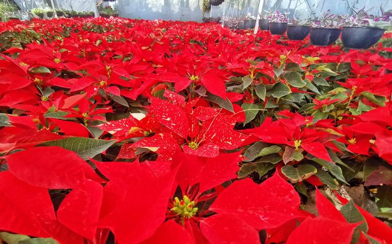 Flores de nochebuena se comercializarán en plazas - El Sol de Cuernavaca |  Noticias Locales, Policiacas, sobre México, Morelos y el Mundo