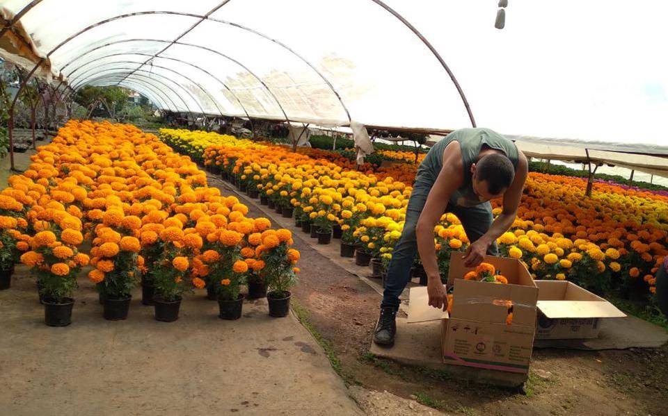 Productores de cempasúchil esperan alta demanda de flor - El Sol de  Cuernavaca | Noticias Locales, Policiacas, sobre México, Morelos y el Mundo