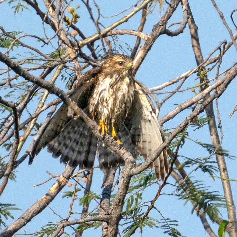 En Morelos vuelan 139 especies de aves - El Sol de Cuernavaca | Noticias  Locales, Policiacas, sobre México, Morelos y el Mundo