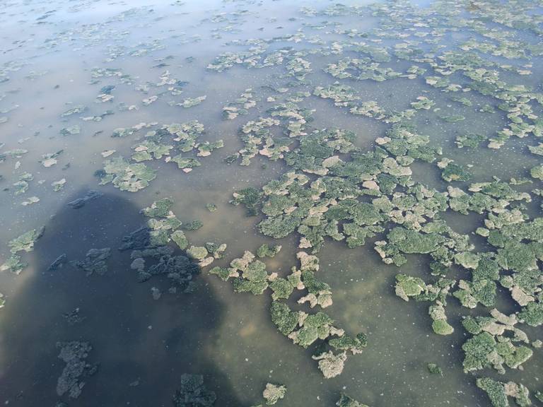 Por qué no pueden pescar los pescadores de El Castillo en su laguna? -  Diario de Xalapa