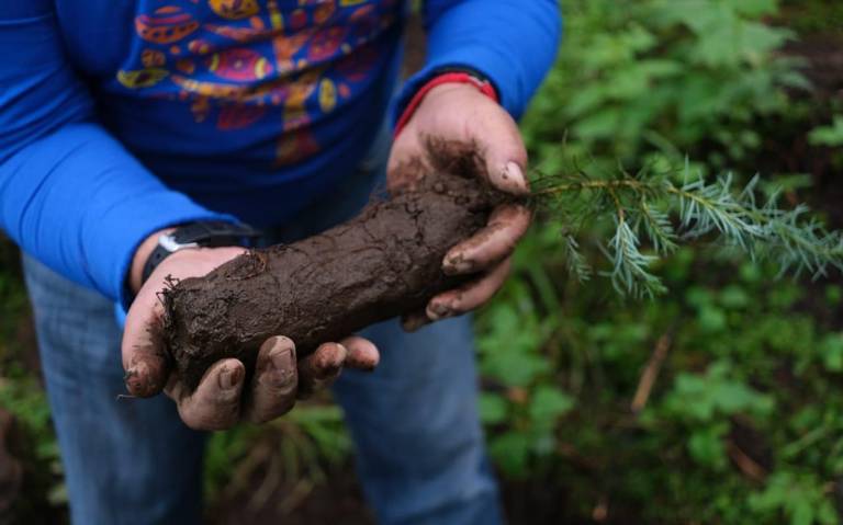 Plantar árboles, requisito para titularse en Morelos - El Sol de Cuernavaca  | Noticias Locales, Policiacas, sobre México, Morelos y el Mundo